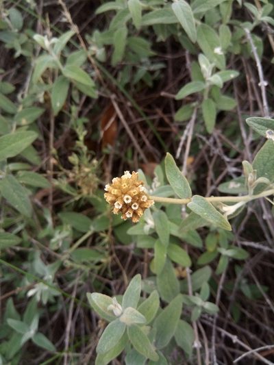 Buddleja aromatica, photographed by Alfredo F. Fuentes Claros