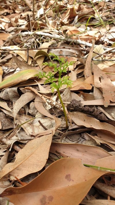 Sceptridium australe, photographed by Nick Swanson