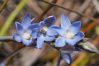 Thelymitra aristata, photographed by Jesse de Vries