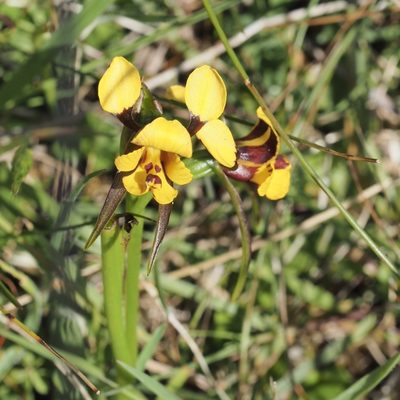 Diuris palustris, photographed by Jesse de Vries