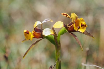 Diuris palustris, photographed by Jesse de Vries