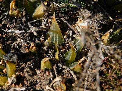 Haworthia mirabilis, photographed by Klaus Wehrlin