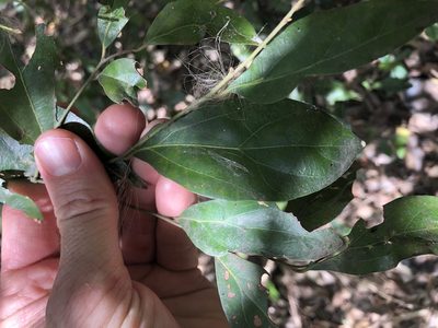 Cryptocarya triplinervis, photographed by Greg Tasney
