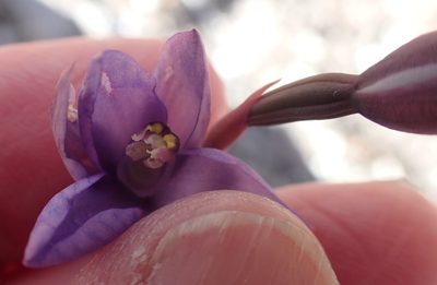 Thelymitra erosa, photographed by corunastylis