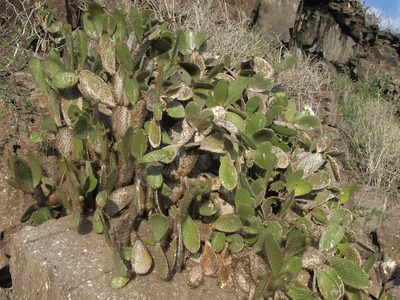 Opuntia helleri, photographed by Jim Morefield