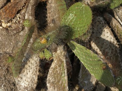 Opuntia helleri, photographed by Jim Morefield