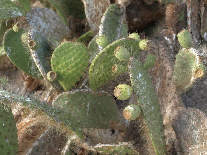 Opuntia helleri, photographed by Jim Morefield