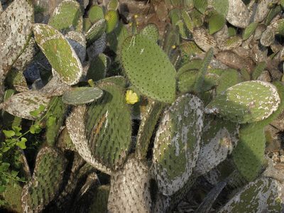 Opuntia helleri, photographed by Jim Morefield