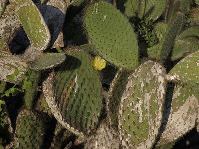 Opuntia helleri, photographed by Jim Morefield