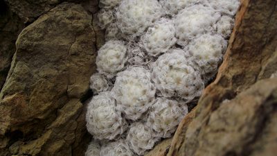 Mammillaria plumosa, photographed by Raúl Ernestoo