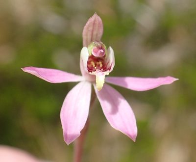 Caladenia vulgaris, photographed by corunastylis