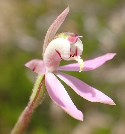 Caladenia vulgaris, photographed by corunastylis