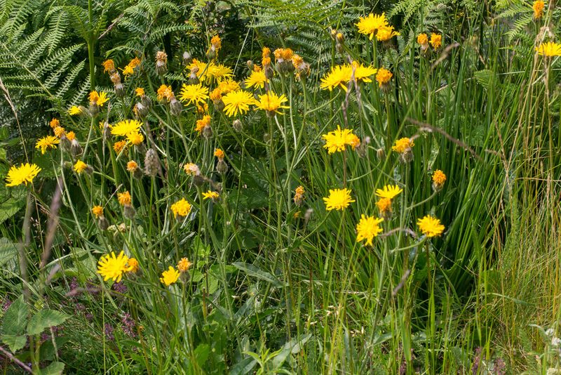 Crepis conyzifolia, photographed by Drepanostoma