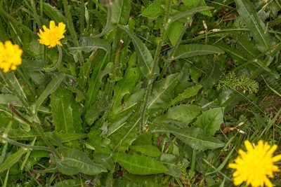 Crepis conyzifolia, photographed by Drepanostoma