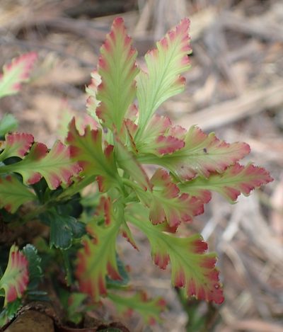 Phyllocladus aspleniifolius, photographed by corunastylis