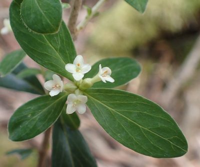 Pimelea drupacea, photographed by corunastylis