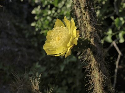 Opuntia helleri, photographed by Jim Morefield