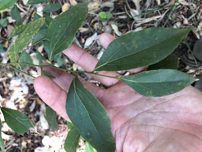 Cryptocarya triplinervis, photographed by Greg Tasney