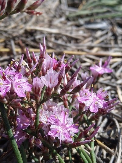 Limonium purpuratum, photographed by Jacques van der Merwe