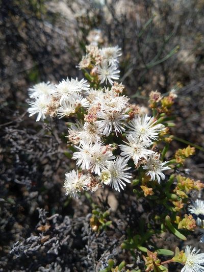 Ruschia tumidula, photographed by Jacques van der Merwe