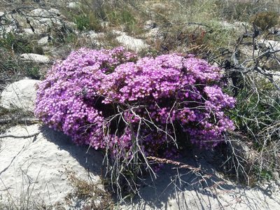 Ruschia tumidula, photographed by Jacques van der Merwe