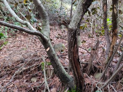 Quercus alnifolia, photographed by Davide Puddu