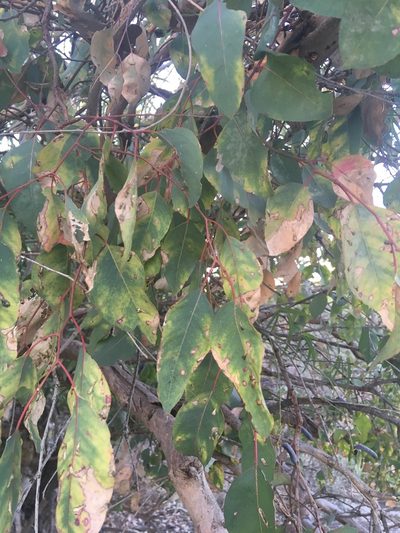 Eucalyptus rudis, photographed by Samuel Brown