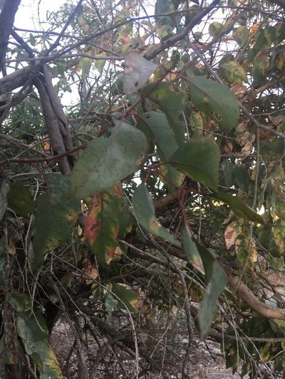 Eucalyptus rudis, photographed by Samuel Brown