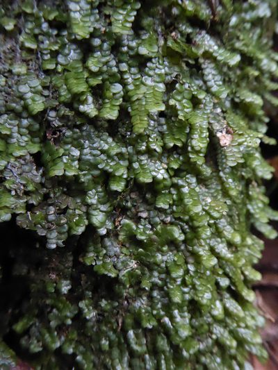 Radula marginata, photographed by Peter de Lange