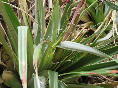 Puya spathacea, photographed by Leonel Roget