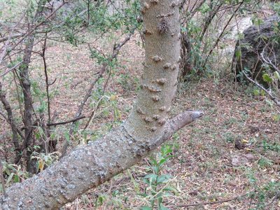 Zanthoxylum coco, photographed by Leonel Roget
