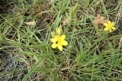 Hypoxis argentea, photographed by Peter Warren