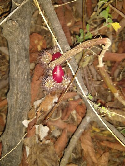 Salmonopuntia salmiana, photographed by Leonel Roget