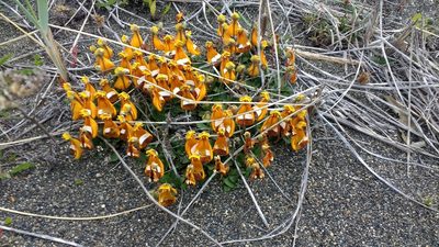 Calceolaria uniflora, photographed by Tabaré Barreto