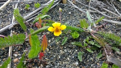 Viola maculata, photographed by Tabaré Barreto