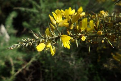 Ulex argenteus, photographed by Duarte Frade