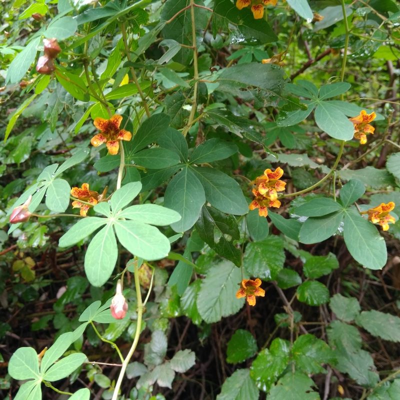 Tropaeolum ciliatum, photographed by Cristian Riquelme