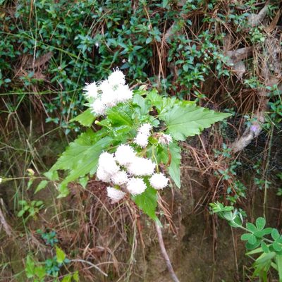 Ageratina glechonophylla, photographed by Cristian Riquelme