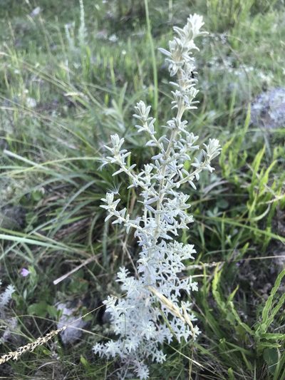 Baccharis ochracea, photographed by Gabriel Laufer