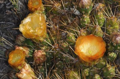Maihueniopsis darwinii, photographed by aacocucci