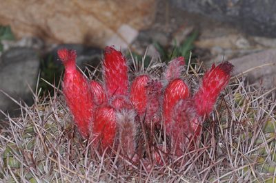 Denmoza rhodacantha, photographed by aacocucci