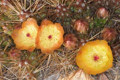 Maihueniopsis darwinii, photographed by aacocucci