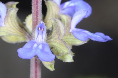 Salvia cuspidata, photographed by aacocucci