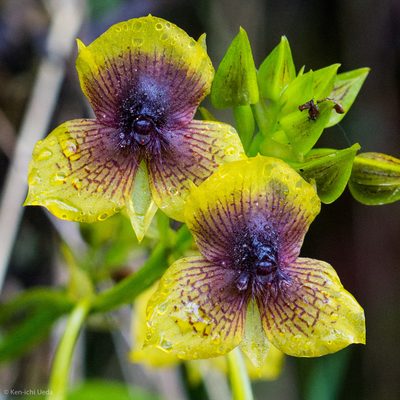Telipogon berthae, photographed by Ken-ichi Ueda