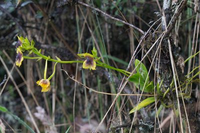 Telipogon berthae, photographed by Ken-ichi Ueda