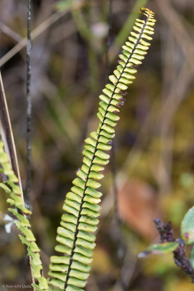 Asplenium monanthes, photographed by Ken-ichi Ueda