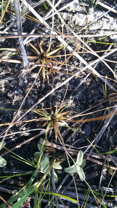 Eriocaulon ravenelii, photographed by Jay Horn