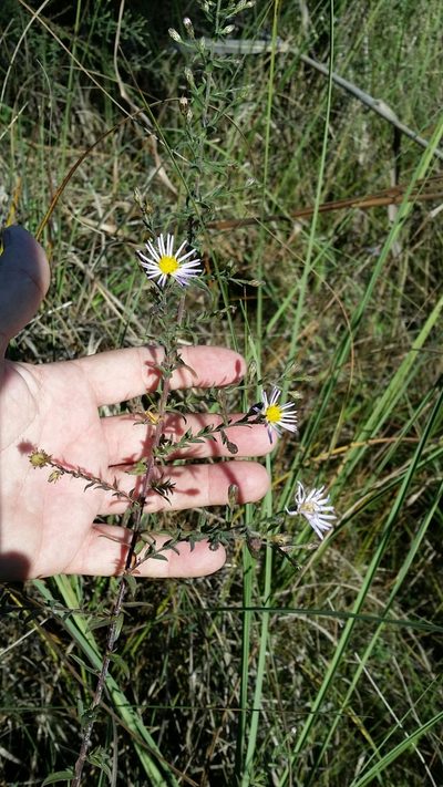 Symphyotrichum fontinale, photographed by Jay Horn