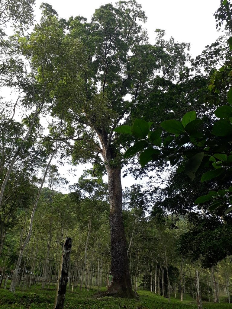 Caryocar amygdaliferum, photographed by Angelica María Batista Morales