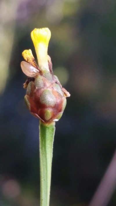 Xyris calcicola, photographed by Jay Horn